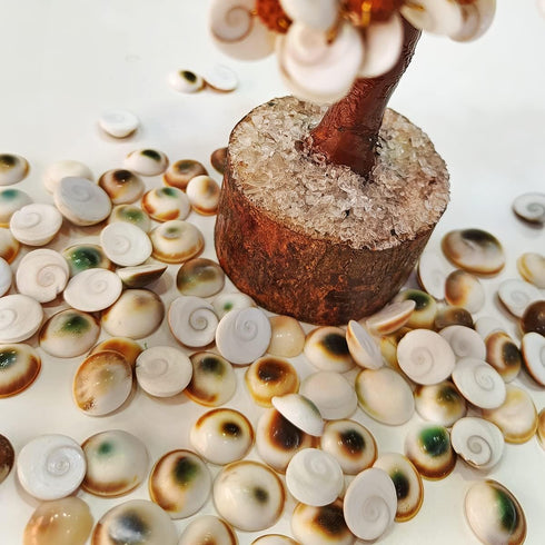 Pushkar Rudraksha Gomti Chakra Tree